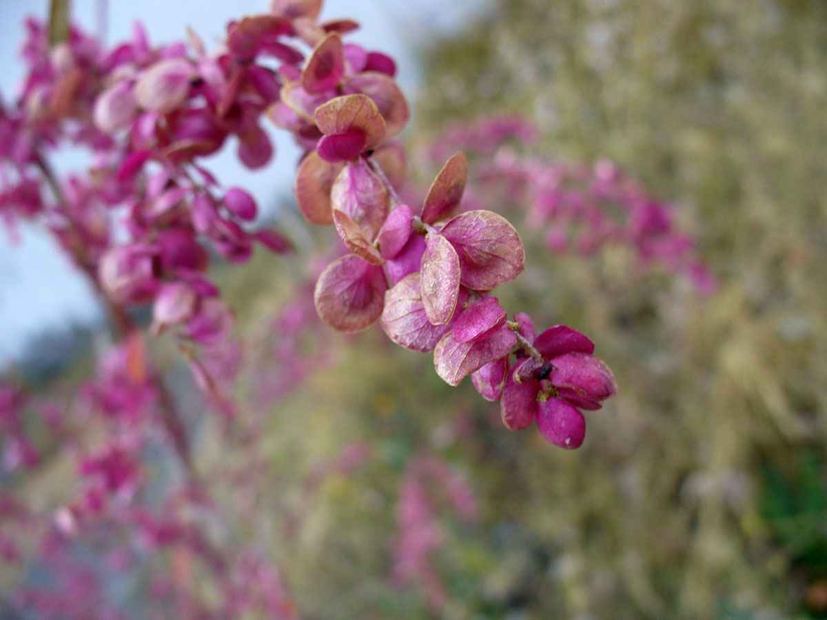 Pink flowers in a spray by Susan Fluegel